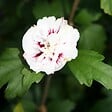 ARBORIX - Mauve en arbre 'Speciosus' - Hibiscus syriacus 'Speciosus'  - 40-60 cm pot - vignette