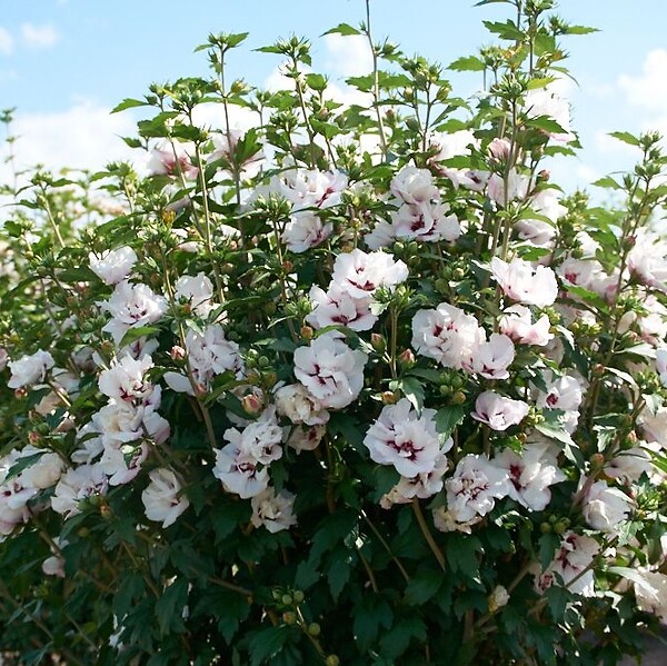 ARBORIX - Mauve en arbre 'Speciosus' - Hibiscus syriacus 'Speciosus'  - 40-60 cm pot - large