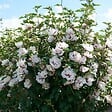 ARBORIX - Mauve en arbre 'Speciosus' - Hibiscus syriacus 'Speciosus'  - 40-60 cm pot - vignette