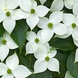 ARBORIX - Cornouiller du Japon 'China Girl' - Cornus Kousa 'China Girl'  - 50-60 cm pot - vignette