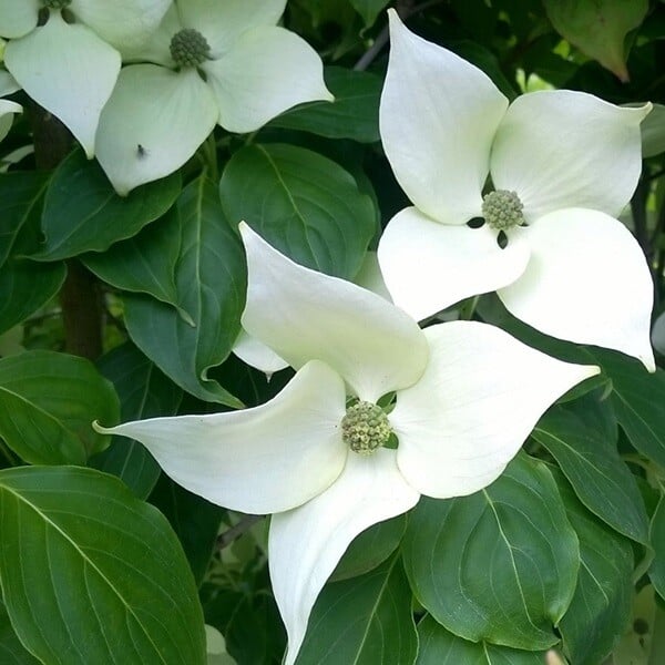 ARBORIX - Cornouiller du Japon 'China Girl' - Cornus Kousa 'China Girl'  - 50-60 cm pot - large