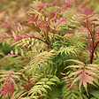 ARBORIX - 2 x Sorbaria sorbifolia 'Sem' - Sorbaria Sorbifolia Sem  - 30-40 cm pot - vignette