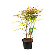 ARBORIX - 2 x Sorbaria sorbifolia 'Sem' - Sorbaria Sorbifolia Sem  - 30-40 cm pot - vignette