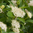ARBORIX - 2 x Cornouiller jaune 'Flaviramea' - Cornus sericea 'Flaviramea'  - 60-80 cm pot - vignette