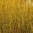 ARBORIX - 2 x Cornouiller jaune 'Flaviramea' - Cornus sericea 'Flaviramea'  - 60-80 cm pot - vignette