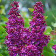 ARBORIX - Lilas commun 'Andenken Ludwig Spaeth' - Syringa vulgaris 'Andenken Ludwig Spaeth'  - 40-60 cm pot - vignette