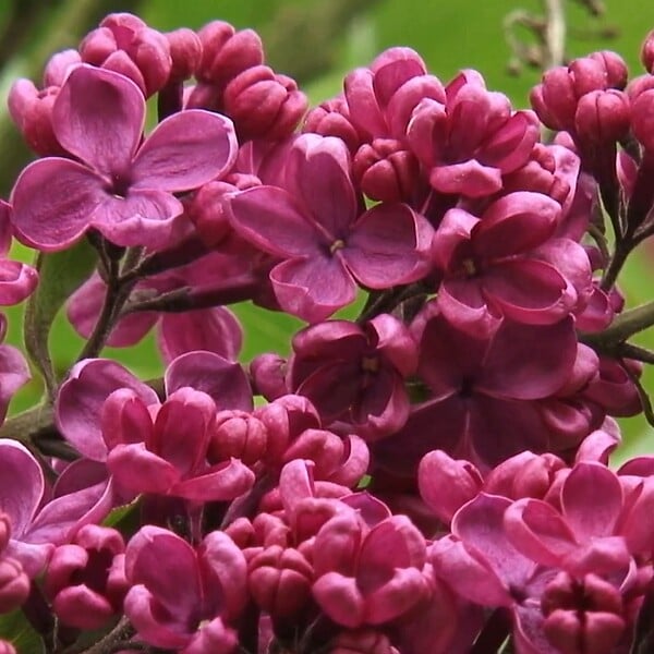 ARBORIX - Lilas commun 'Andenken Ludwig Spaeth' - Syringa vulgaris 'Andenken Ludwig Spaeth'  - 40-60 cm pot - large