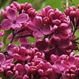 ARBORIX - Lilas commun 'Andenken Ludwig Spaeth' - Syringa vulgaris 'Andenken Ludwig Spaeth'  - 40-60 cm pot - vignette
