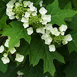 ARBORIX - Hortensia à feuilles de chêne - Hydrangea Quercifolia  - 50-60 cm pot - vignette