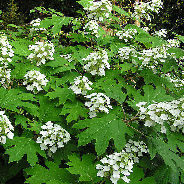 ARBORIX - Hortensia à feuilles de chêne - Hydrangea Quercifolia  - 50-60 cm pot - large
