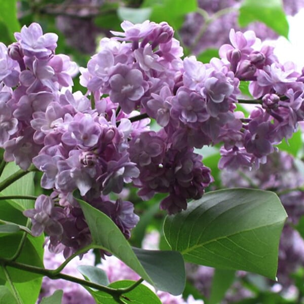 ARBORIX - Lilas commun 'Michel Buchner' - Syringa Vulgaris 'Michel Buchner'  - 60-80 cm pot - large