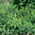 ARBORIX - 2 x Laurier-Cerise - Prunus laurocerasus 'Mount Vernon'  - 20-25 cm pot - vignette