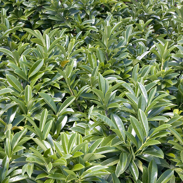 ARBORIX - 2 x Laurier-Cerise - Prunus laurocerasus 'Mount Vernon'  - 20-25 cm pot - large