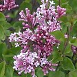 ARBORIX - Lilas de Chine 'Palibin' - Syringa Meyeri 'Palibin'  - 60-80 cm pot - vignette