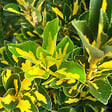 ARBORIX - 2 x Fusain du Japon 'Aureus' - Euonymus Japonicus 'Aureus' (= 'Luna')  - 40-50 cm pot - vignette
