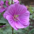 ARBORIX - 6 x Lavatère 'Bredon Springs' - Lavatera 'Bredon Springs'  - godet 9cm x 9cm - vignette