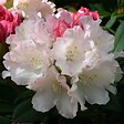 ARBORIX - Rhododendron 'Dreamland' - Rhododendron 'Dreamland'  - 30-40 cm pot - vignette