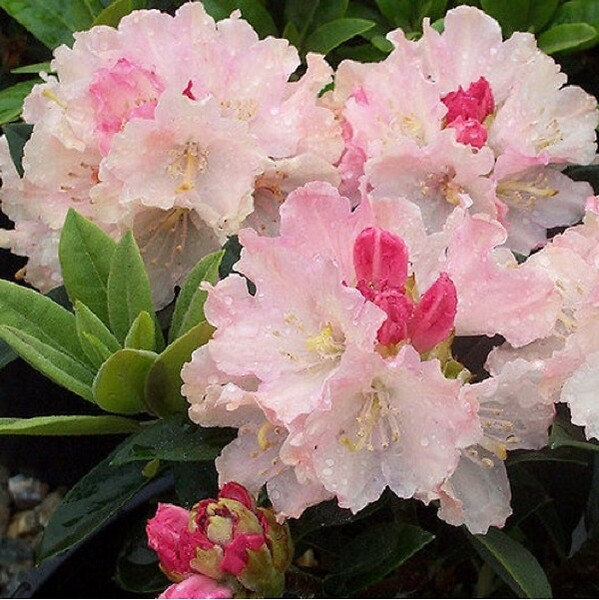ARBORIX - Rhododendron 'Dreamland' - Rhododendron 'Dreamland'  - 30-40 cm pot - large