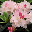 ARBORIX - Rhododendron 'Dreamland' - Rhododendron 'Dreamland'  - 30-40 cm pot - vignette