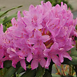ARBORIX - Rhododendron 'Roseum Elegans' - Rhododendron 'Roseum Elegans'  - 60-80 cm pot - vignette