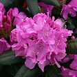ARBORIX - Rhododendron 'Roseum Elegans' - Rhododendron 'Roseum Elegans'  - 60-80 cm pot - vignette