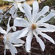 ARBORIX - Magnolia étoilé - Magnolia Stellata  - 40-60 cm pot - vignette