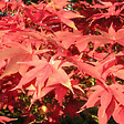 ARBORIX - Érable du Japon 'Osakazuki' - Acer Palmatum 'Osakazuki'  - 60- 80 cm pot - vignette