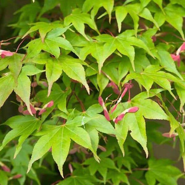 ARBORIX - Érable du Japon 'Osakazuki' - Acer Palmatum 'Osakazuki'  - 60- 80 cm pot - large