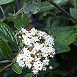 ARBORIX - Viorne 'Pragense' - Viburnum 'Pragense'  - 40-60 cm pot - vignette