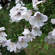ARBORIX - 2 x Menthe australienne - Prostanthera cuneata  - 20-25 cm pot - vignette