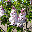 ARBORIX - Lilas commun - Syringa vulgaris 'Belle De Nancy'  - 40-60 cm pot - vignette