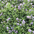 ARBORIX - 2 x Lilas de Californie tapissant - Ceanothus Thyrsiflorus Repens  - 25-30 cm pot - vignette