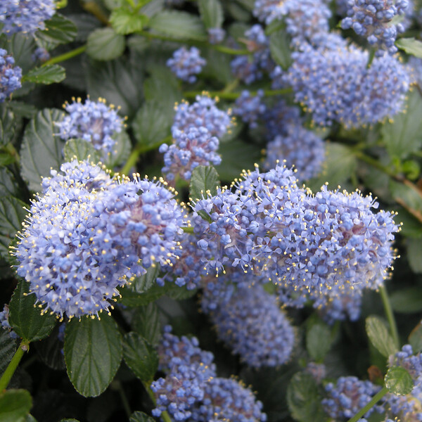 ARBORIX - 2 x Lilas de Californie tapissant - Ceanothus Thyrsiflorus Repens  - 25-30 cm pot - large