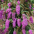 ARBORIX - 2 x Arbre aux papillons - Buddleja davidii 'Nanho Purple'  - 40-60 cm pot - vignette