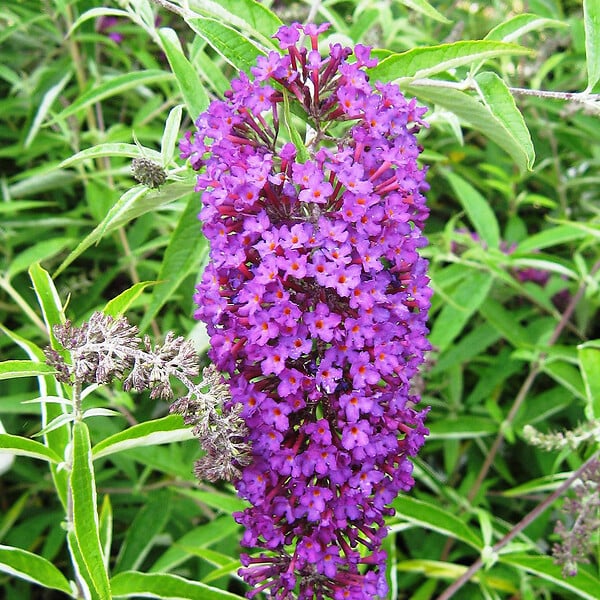 ARBORIX - 2 x Arbre aux papillons - Buddleja davidii 'Nanho Purple'  - 40-60 cm pot - large