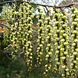 ARBORIX - Stachyurus chinensis 'Celina' - Stachyurus chinensis 'Celina'  - 40-50 cm pot - vignette