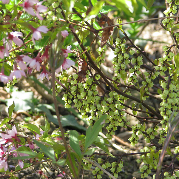 ARBORIX - Stachyurus chinensis 'Celina' - Stachyurus chinensis 'Celina'  - 40-50 cm pot - large