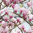 ARBORIX - Magnolia soulangiana - Magnolia Soulangiana  - 40-60 cm pot - vignette