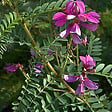 ARBORIX - 2 x Indigotier heterantha - Indigofera heterantha 'Gerardiana'  - 40-60 cm pot - vignette