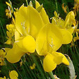 ARBORIX - 2 x Sparte - Spartium junceum  - 40-60 cm pot - vignette