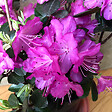 ARBORIX - Rhododendron 'Praecox' - Rhododendron 'Praecox'  - 30-40 cm pot - vignette