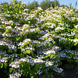 ARBORIX - 2 x Viorne de Chine 'Lanarth' - Viburnum Plicatum 'Lanarth'  - 40-60 cm pot - vignette
