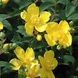 ARBORIX - 2 x Millepertuis 'Hidcote' - Hypericum 'Hidcote'  - 30-40 cm pot - vignette