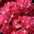 ARBORIX - Rhododendron 'Nova Zembla' - Rhododendron 'Nova Zembla'  - 40-50 cm pot - vignette