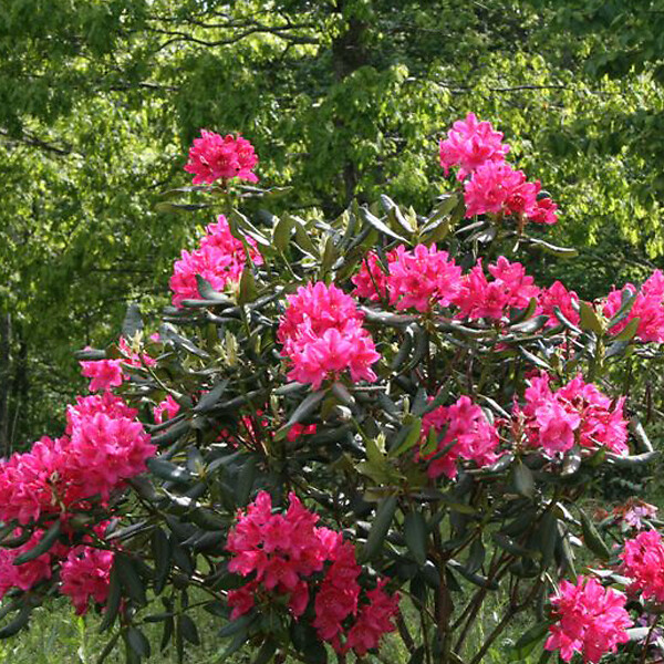 ARBORIX - Rhododendron 'Nova Zembla' - Rhododendron 'Nova Zembla'  - 40-50 cm pot - large