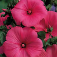 ARBORIX - 2 x Lavatère 'Burgundy Wine' - Lavatera 'Burgundy Wine'  - 25-30 cm pot - vignette