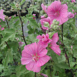 ARBORIX - 2 x Lavatère 'Burgundy Wine' - Lavatera 'Burgundy Wine'  - 25-30 cm pot - vignette