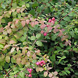 ARBORIX - 2 x Symphorine de Chenault - Symphoricarpos chenaultii  - 50-60 cm pot - vignette