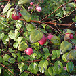 ARBORIX - 2 x Symphorine de Chenault - Symphoricarpos chenaultii  - 50-60 cm pot - vignette