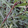 ARBORIX - 2 x Saule pourpre 'Nana' - Salix Purpurea 'Nana'  - 50-60 cm pot - vignette